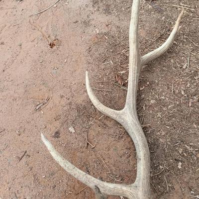 Two ELK antlers