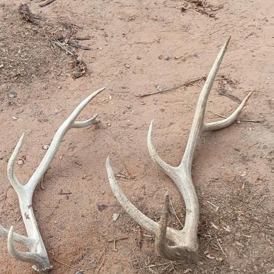 Two ELK antlers