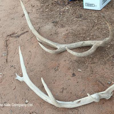 Two ELK antlers