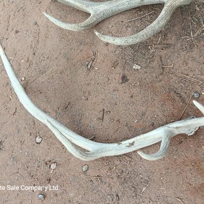 Two ELK antlers
