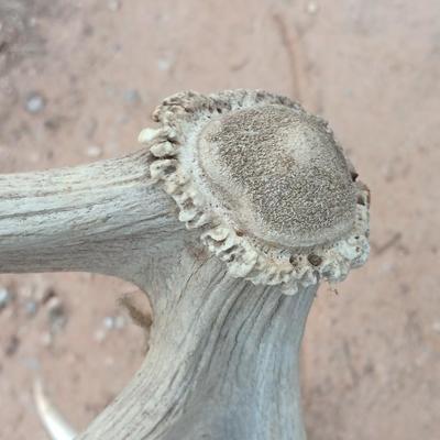 Two ELK antlers