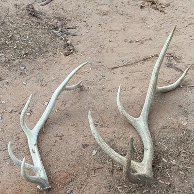 Two ELK antlers