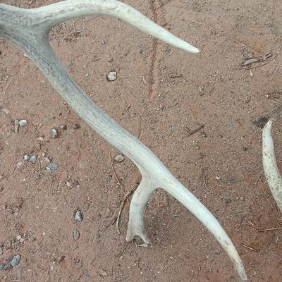 Two ELK antlers