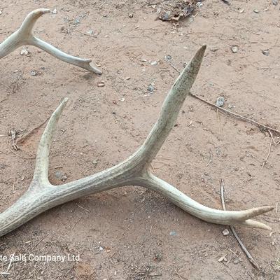 Two ELK antlers