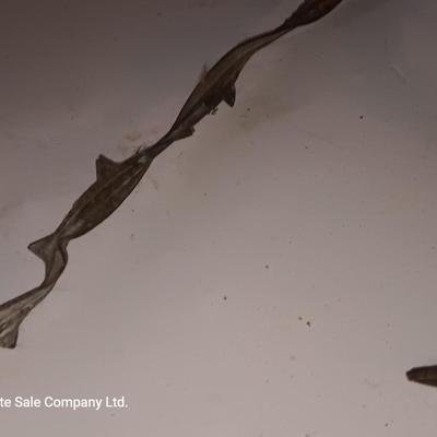 Several strands of antique barbed wire
