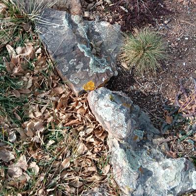 Variety of smaller landscaping moss rocks