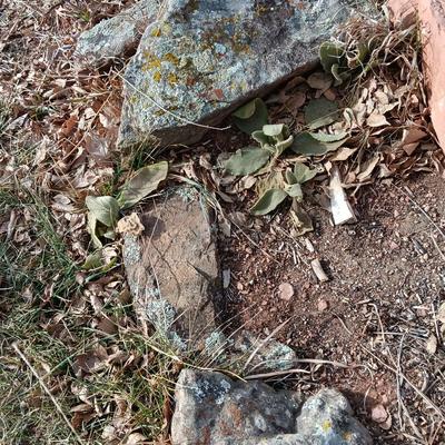 Variety of smaller landscaping moss rocks