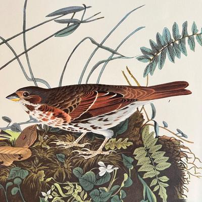 2 Vintage Prints Only by John James Audubon