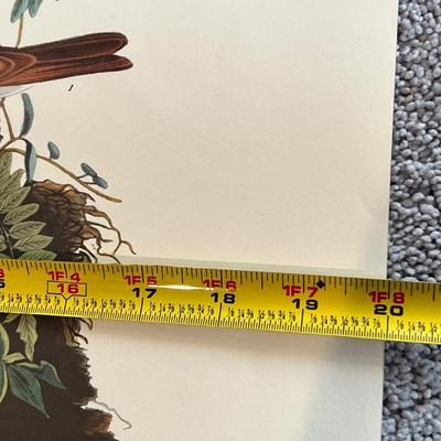 2 Vintage Prints Only by John James Audubon