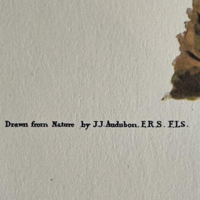 2 Vintage Prints Only by John James Audubon
