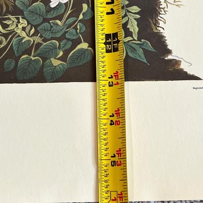 2 Vintage Prints Only by John James Audubon