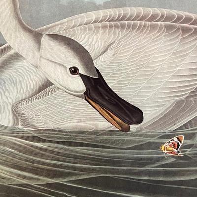 2 Vintage Prints Only by John James Audubon