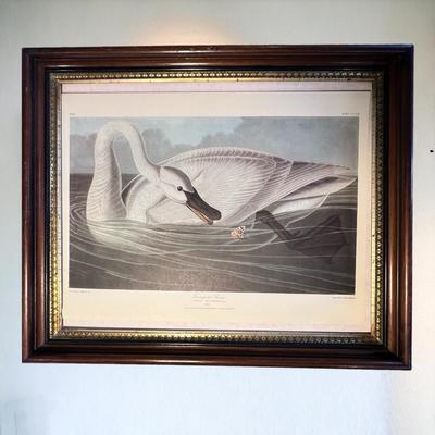 2 Vintage Prints Only by John James Audubon