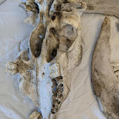 Bone Brigade