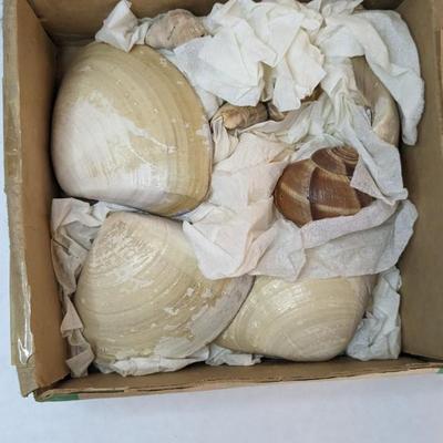 Seashells by the Seashore