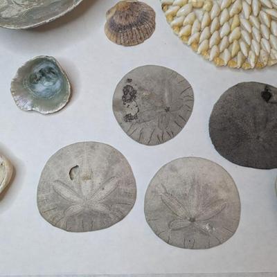 Seashells by the Seashore