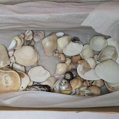 Seashells by the Seashore