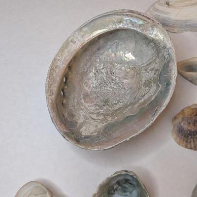 Seashells by the Seashore