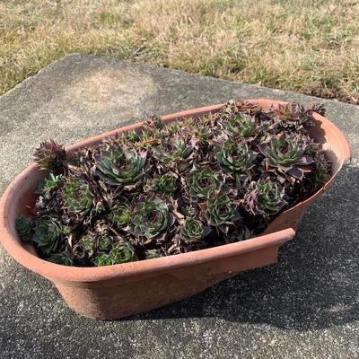 Hen and Chicks (Y-KW)