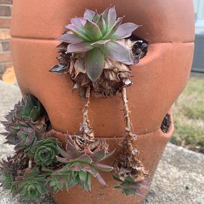 Hen and Chicks (Y-KW)