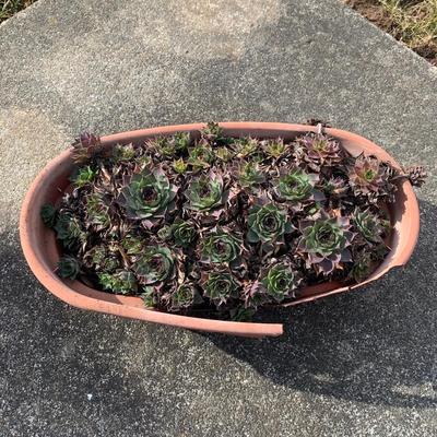 Hen and Chicks (Y-KW)