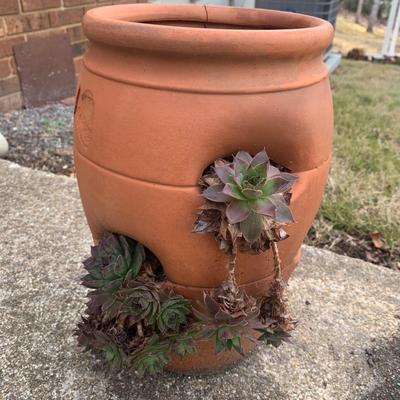 Hen and Chicks (Y-KW)