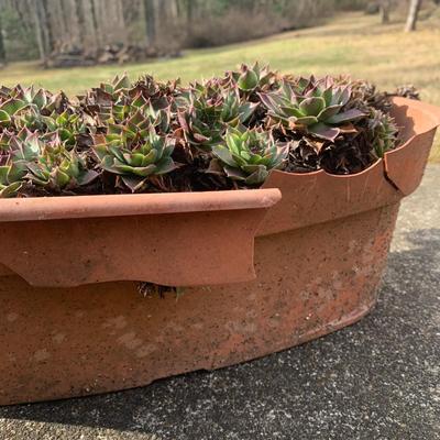 Hen and Chicks (Y-KW)