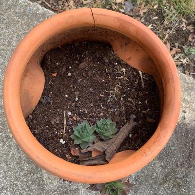 Hen and Chicks (Y-KW)