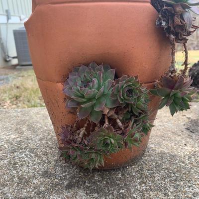 Hen and Chicks (Y-KW)