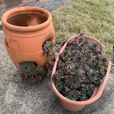 Hen and Chicks (Y-KW)