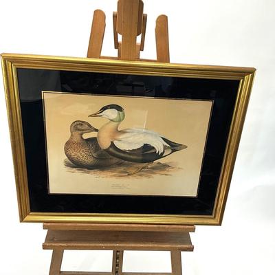 1919 J.E. Gould Lithograph "Eider Duck"