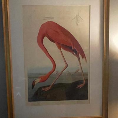 Audubon American Flamingo