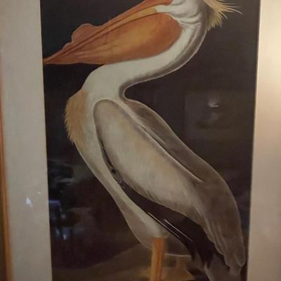 Pelican Print