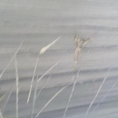 Original Oil Art " Ducks Migrating South. By Wijsman.