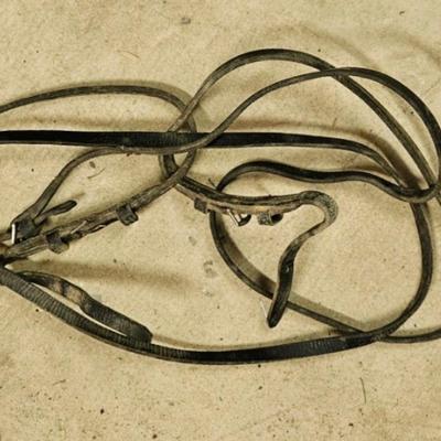 Blue Ribbon Saddle and Horse Tack