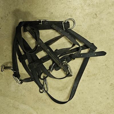 Blue Ribbon Saddle and Horse Tack
