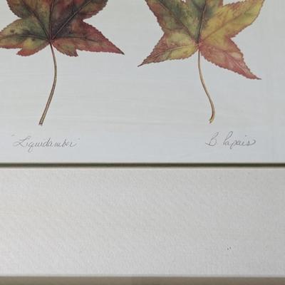Sweet Collection of Quality Framed Leaves