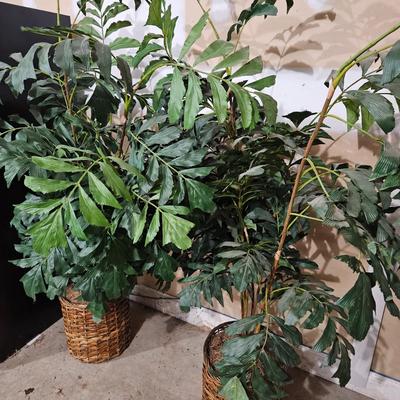 Pair of Silk Bushes (LR-DW)