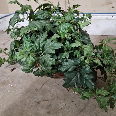10 Faux Ivy Plants (LR-DW)