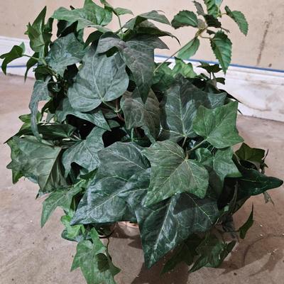 10 Faux Ivy Plants (LR-DW)