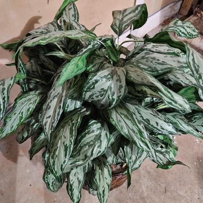 Assortment of Faux Tropical Plants (LR-DW)