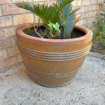 Terracotta Planter With Palm