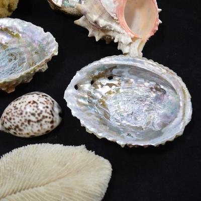 Lot of Shells, Abalone, Coral & Natural Sponge