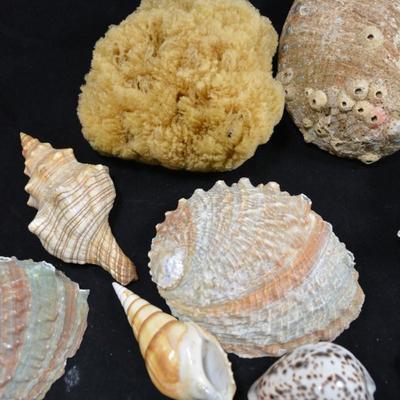 Lot of Shells, Abalone, Coral & Natural Sponge