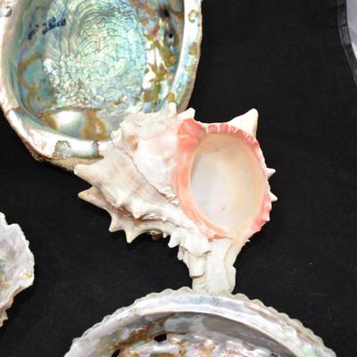 Lot of Shells, Abalone, Coral & Natural Sponge