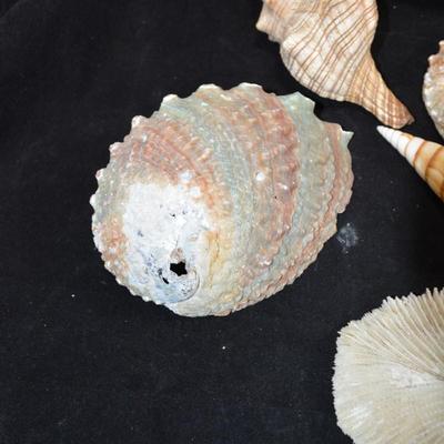 Lot of Shells, Abalone, Coral & Natural Sponge