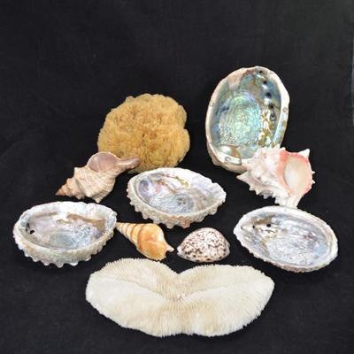Lot of Shells, Abalone, Coral & Natural Sponge