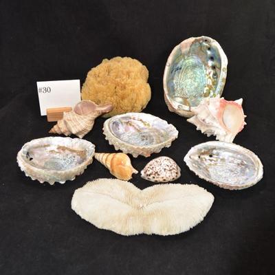 Lot of Shells, Abalone, Coral & Natural Sponge