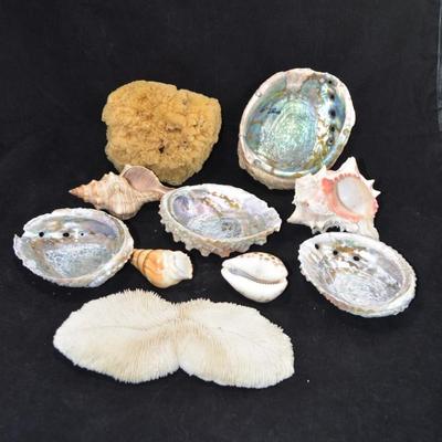 Lot of Shells, Abalone, Coral & Natural Sponge