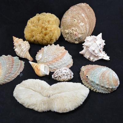 Lot of Shells, Abalone, Coral & Natural Sponge